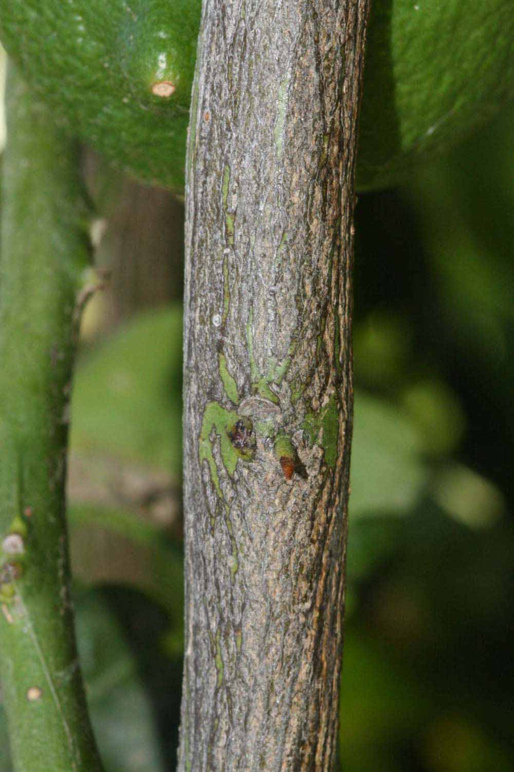              Second - third year twig (Riverside, CA)       